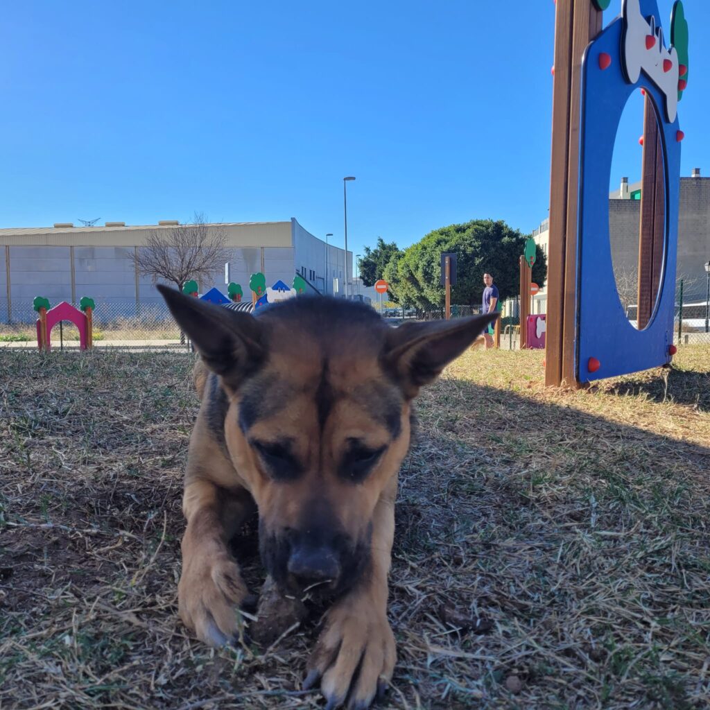 Parque de agility instalado por Belkids Play